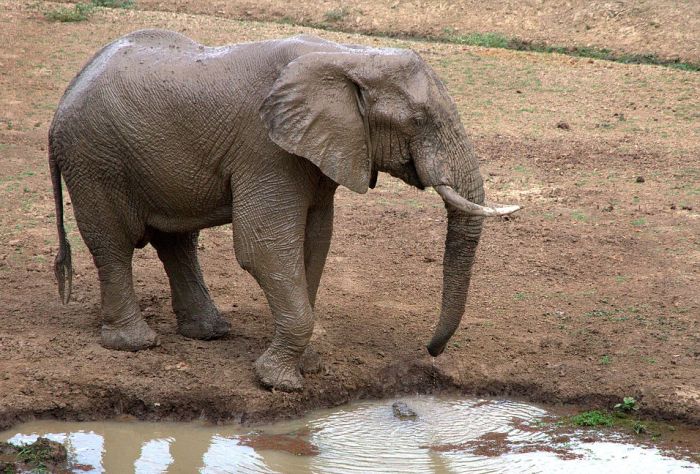 elephant with its trunk grabbed by crocodile