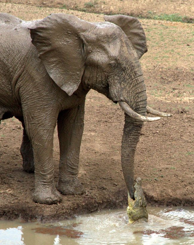 elephant with its trunk grabbed by crocodile