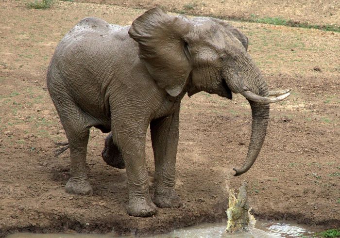 elephant with its trunk grabbed by crocodile