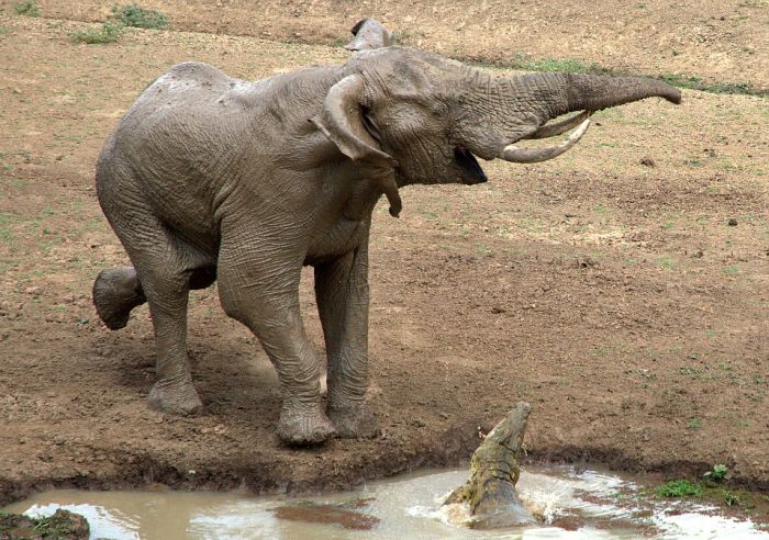 elephant with its trunk grabbed by crocodile