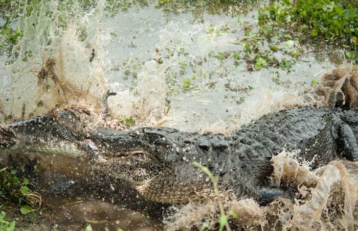 alligator eats an alligator