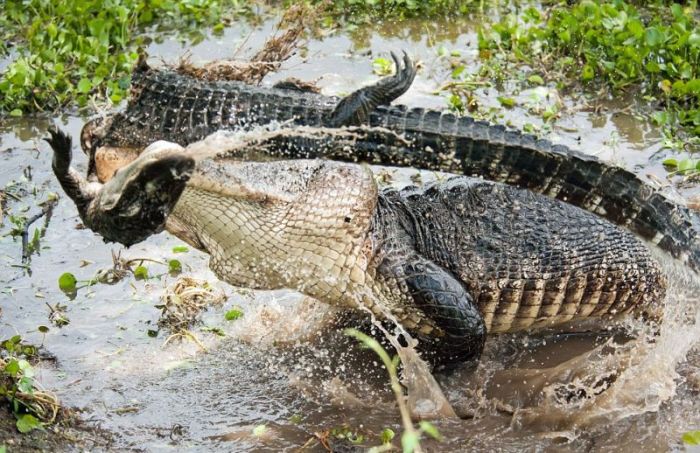 alligator eats an alligator