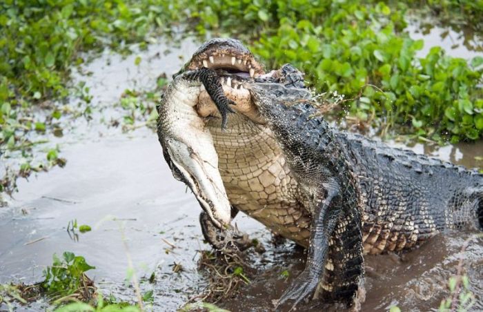 alligator eats an alligator