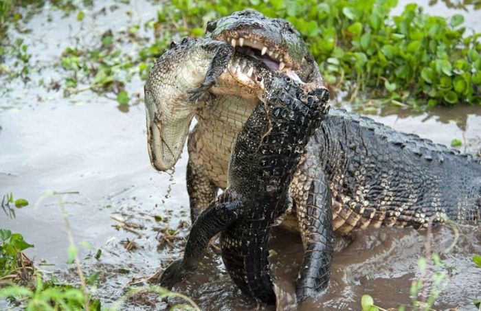 alligator eats an alligator