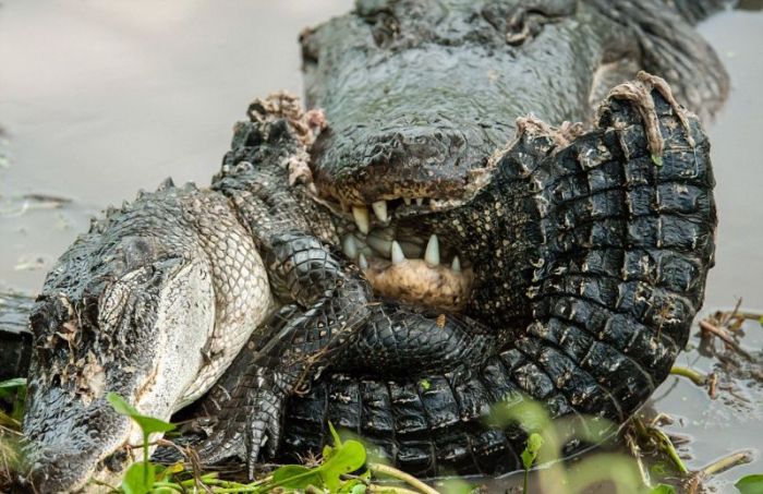 alligator eats an alligator