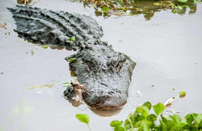 alligator eats an alligator