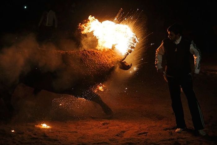 Toro Jubilo, Toro de fuego, Medinaceli, Spain