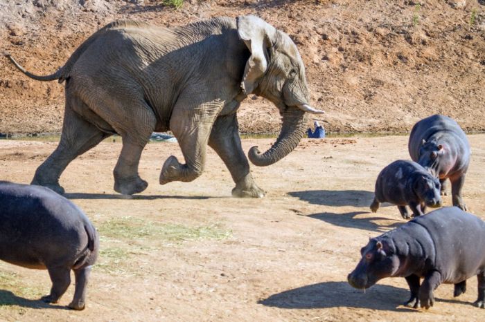 angry elephant attacks a hippopotamus