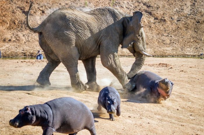 angry elephant attacks a hippopotamus