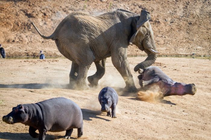 angry elephant attacks a hippopotamus