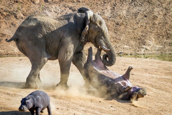 angry elephant attacks a hippopotamus