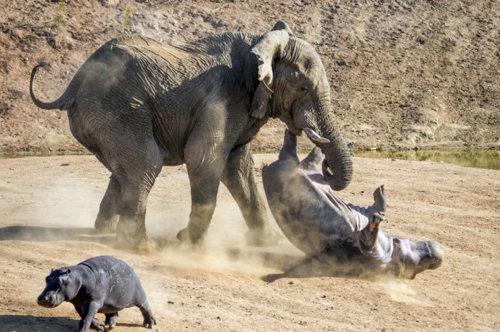 angry elephant attacks a hippopotamus