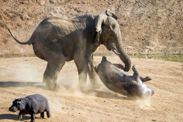 angry elephant attacks a hippopotamus