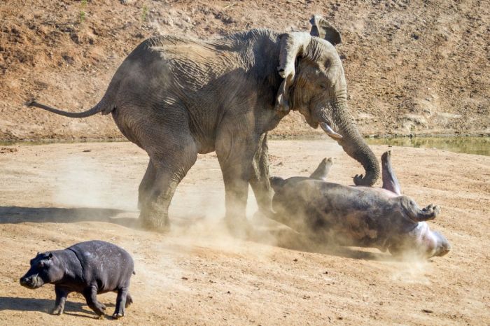 angry elephant attacks a hippopotamus