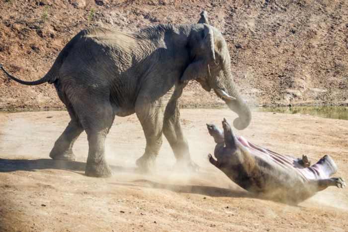 angry elephant attacks a hippopotamus