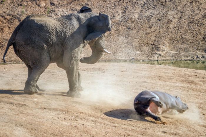 angry elephant attacks a hippopotamus