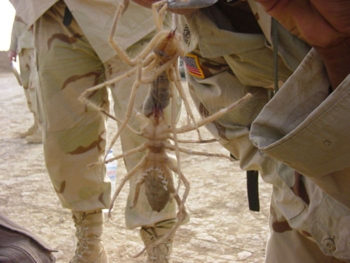 solifugae, camel spiders