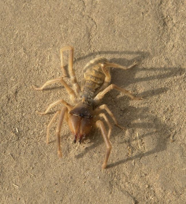 solifugae, camel spiders