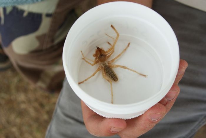 solifugae, camel spiders