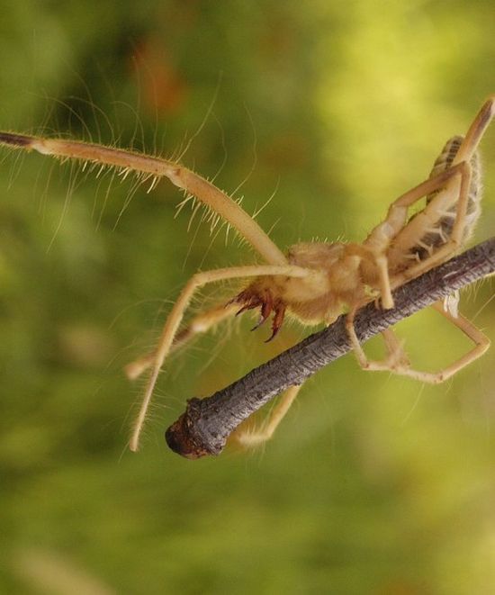 solifugae, camel spiders