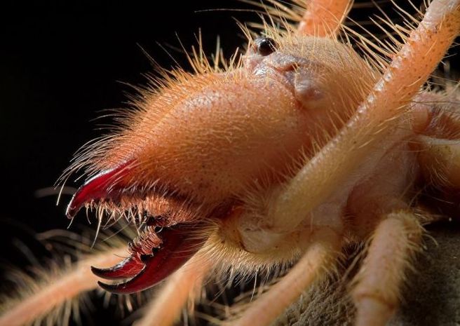 solifugae, camel spiders