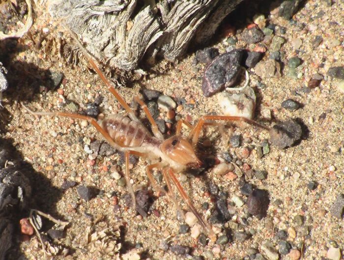 solifugae, camel spiders