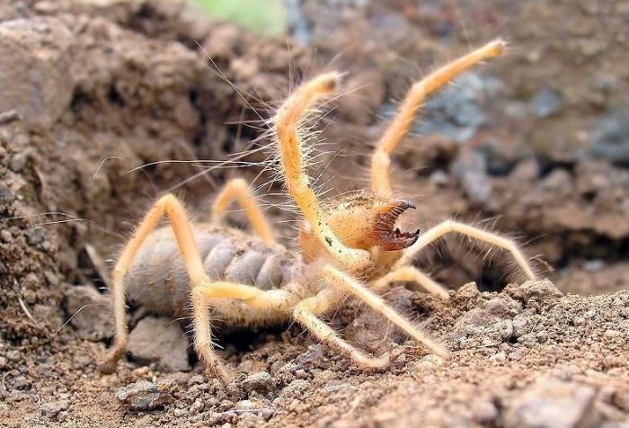 solifugae, camel spiders