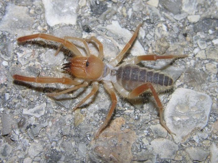 solifugae, camel spiders