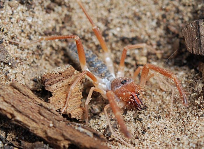 solifugae, camel spiders