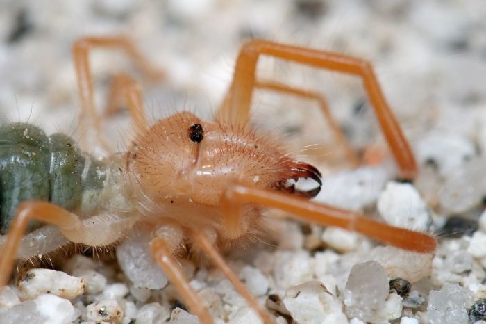 solifugae, camel spiders