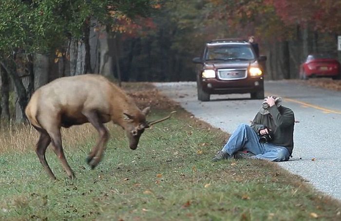 Elk attacks a photographer, Great Smoky Mountains National Park, North Carolina, Tennessee, United States