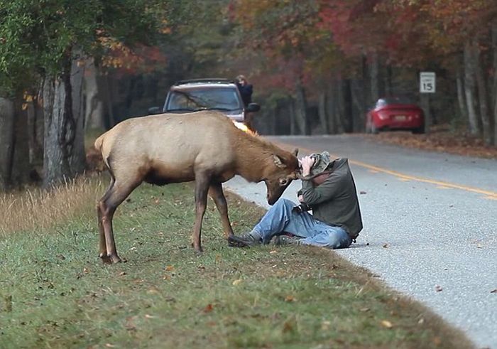 Elk attacks a photographer, Great Smoky Mountains National Park, North Carolina, Tennessee, United States