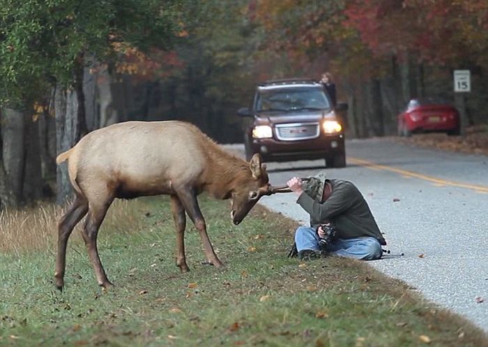 Elk attacks a photographer, Great Smoky Mountains National Park, North Carolina, Tennessee, United States