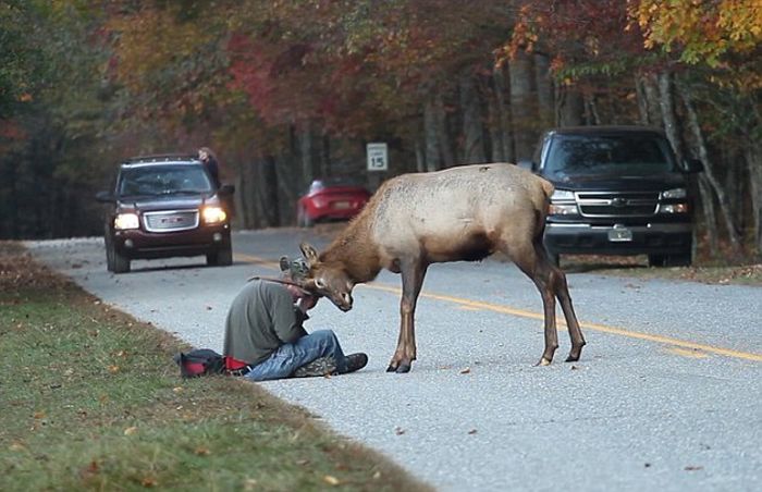 Elk attacks a photographer, Great Smoky Mountains National Park, North Carolina, Tennessee, United States