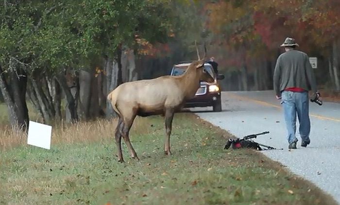 Elk attacks a photographer, Great Smoky Mountains National Park, North Carolina, Tennessee, United States