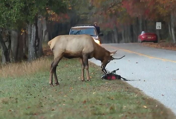 Elk attacks a photographer, Great Smoky Mountains National Park, North Carolina, Tennessee, United States