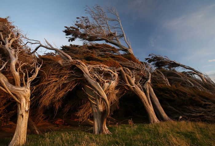 Windswept Trees, Slope Point, South Island, New Zealand