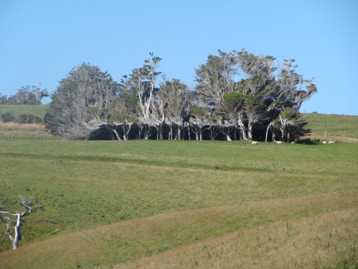 Windswept Trees, Slope Point, South Island, New Zealand