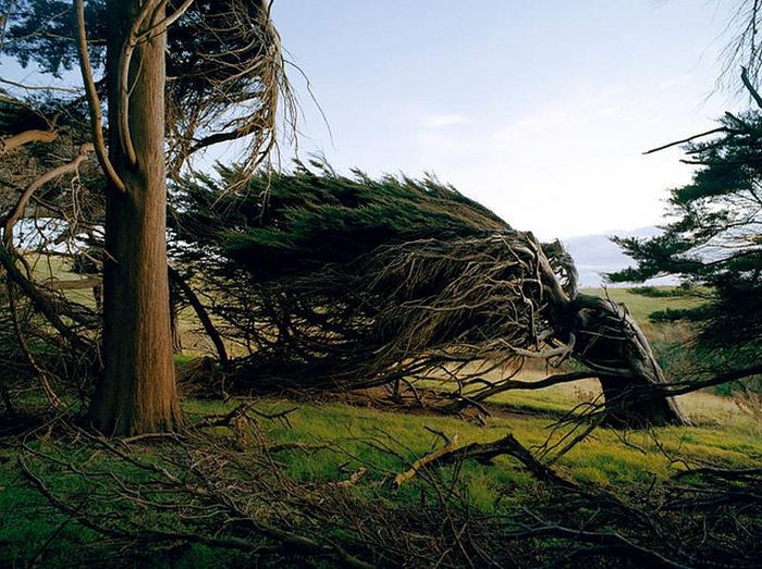 Windswept Trees, Slope Point, South Island, New Zealand