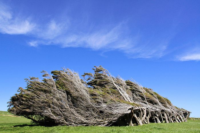 Windswept Trees, Slope Point, South Island, New Zealand