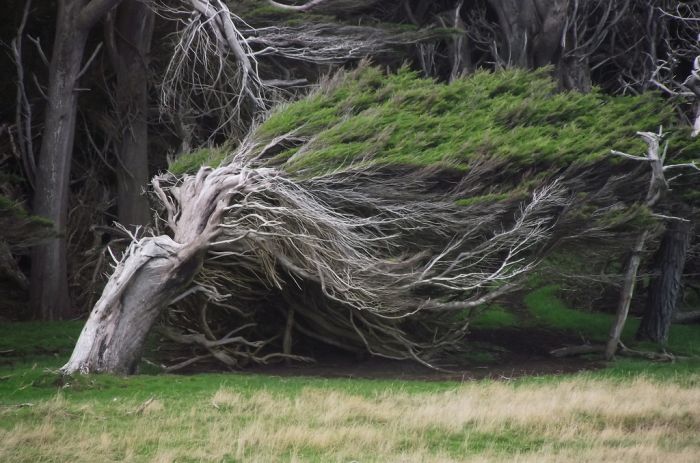 Windswept Trees, Slope Point, South Island, New Zealand