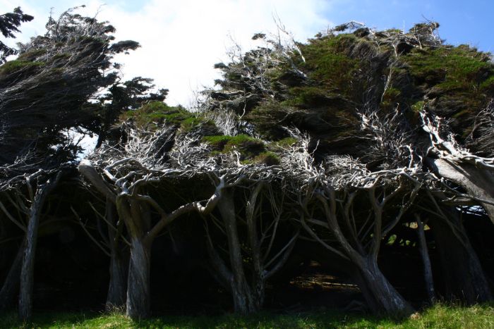 Windswept Trees, Slope Point, South Island, New Zealand