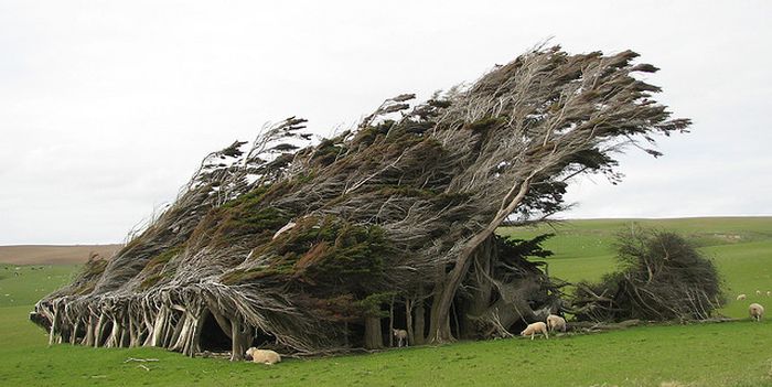 Windswept Trees, Slope Point, South Island, New Zealand