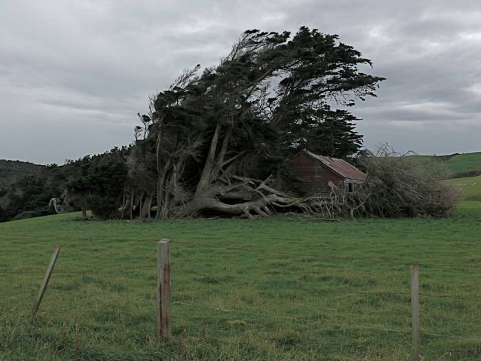 Windswept Trees, Slope Point, South Island, New Zealand