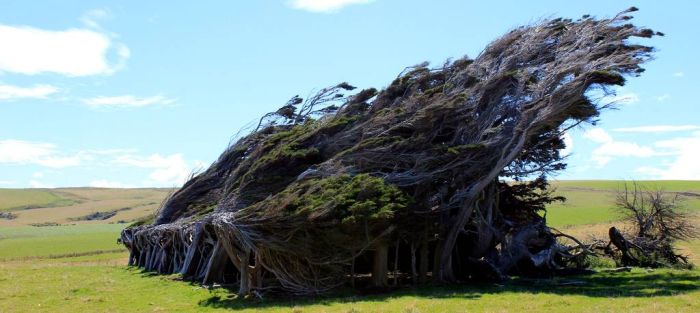 Windswept Trees, Slope Point, South Island, New Zealand