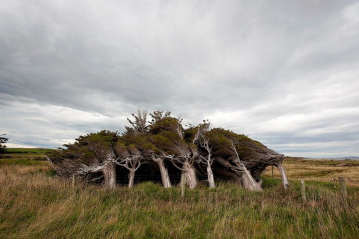 Windswept Trees, Slope Point, South Island, New Zealand