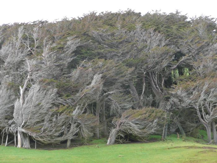 Windswept Trees, Slope Point, South Island, New Zealand