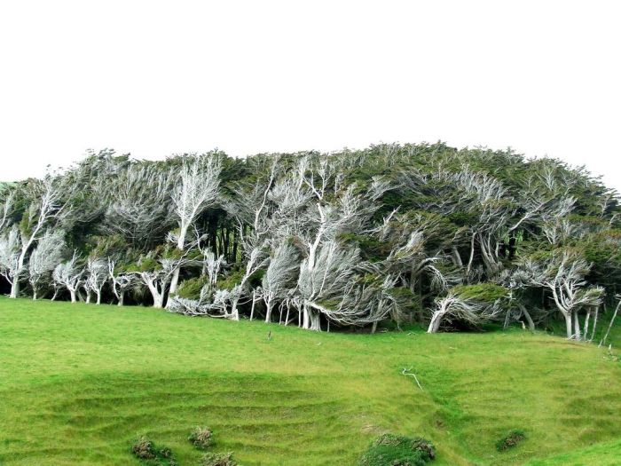 Windswept Trees, Slope Point, South Island, New Zealand