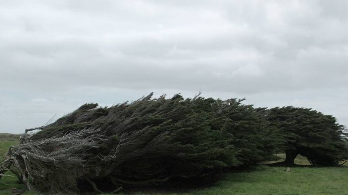 Windswept Trees, Slope Point, South Island, New Zealand