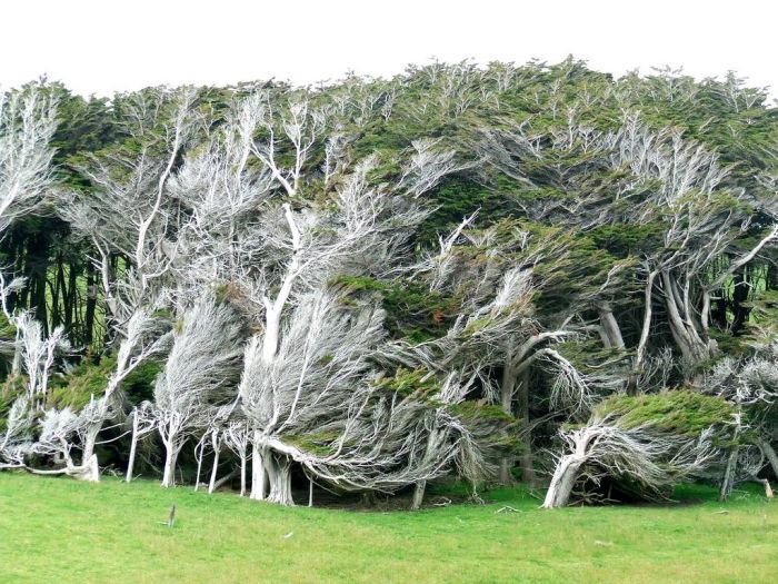 Windswept Trees, Slope Point, South Island, New Zealand